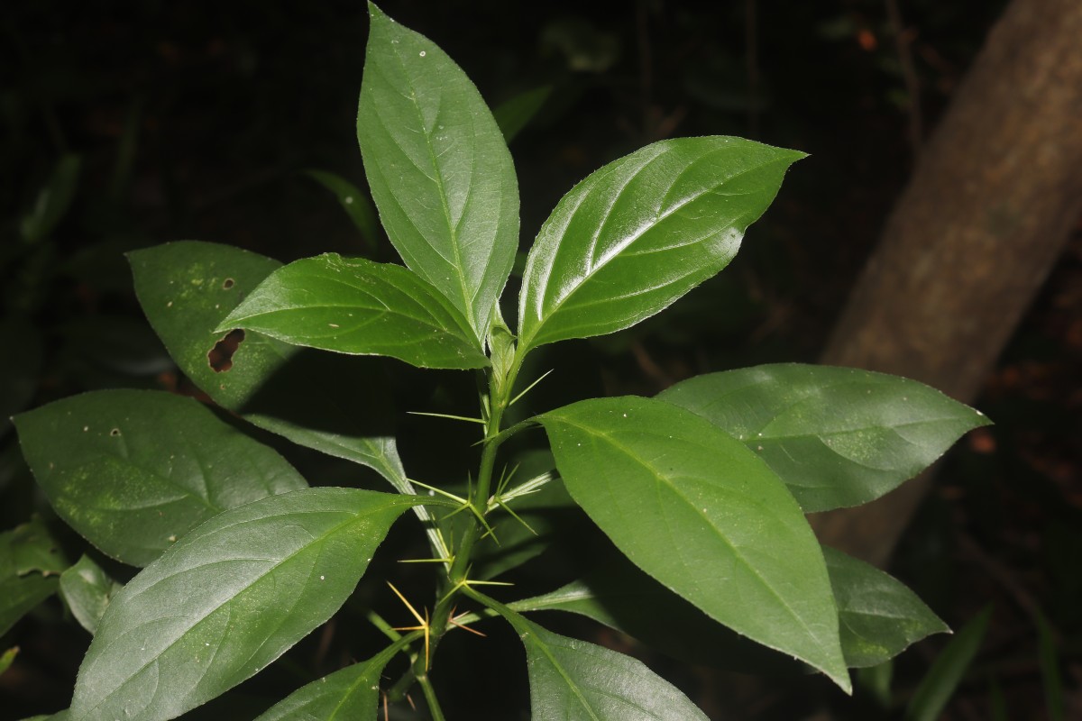 Barleria prionitis L.